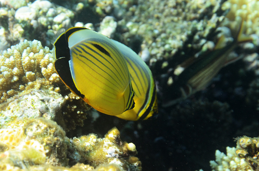 484-0-Rotmeer-Rippenfaltrerfisch-(Chaetodon%20austriacus)-2014-M-01-01-90