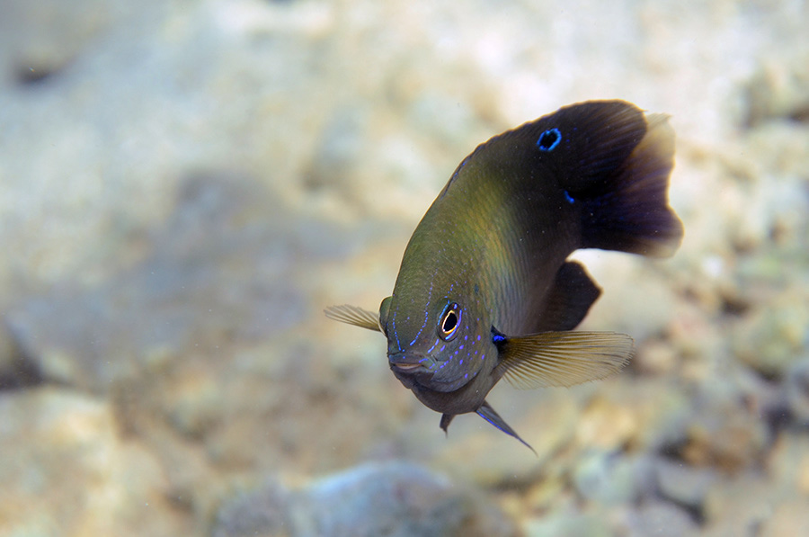 548-0-Dreilinien-Demoiselle-(Pomacentrus%20trilineatus)-2014-M-02-01-90