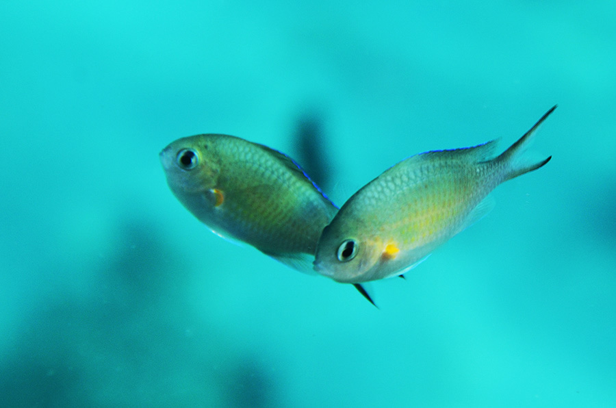 553-0-Gelbachsel-Chromis-(Chromis%20flavaxilla)-2014-M-01-01-90