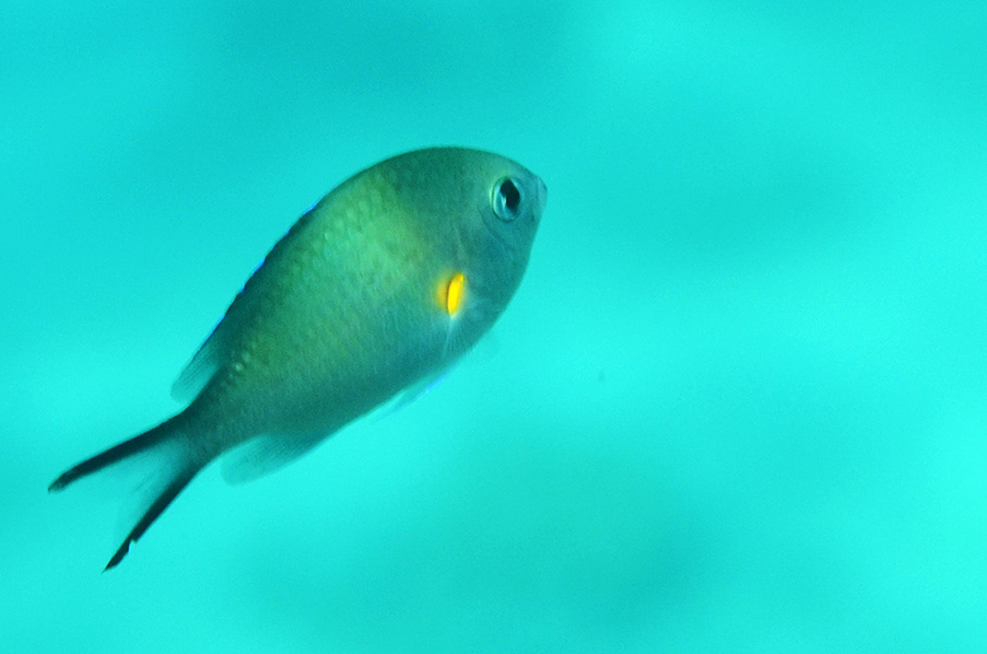 553-1-Gelbachsel-Chromis-(Chromis%20flavaxilla)-2014-M-02-01-90