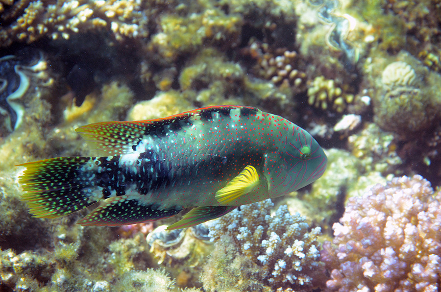 580-2-Abudjubbes%20Lippfisch-(Cheilinus%20abudjubbe)-2014-M-03-01-90