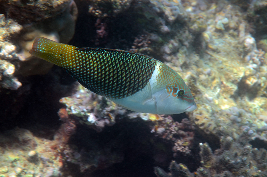 587-0-Zweifarben-Bannerlippfisch-(Hemigymnus%20melapterus)-2014-M-01-01-90