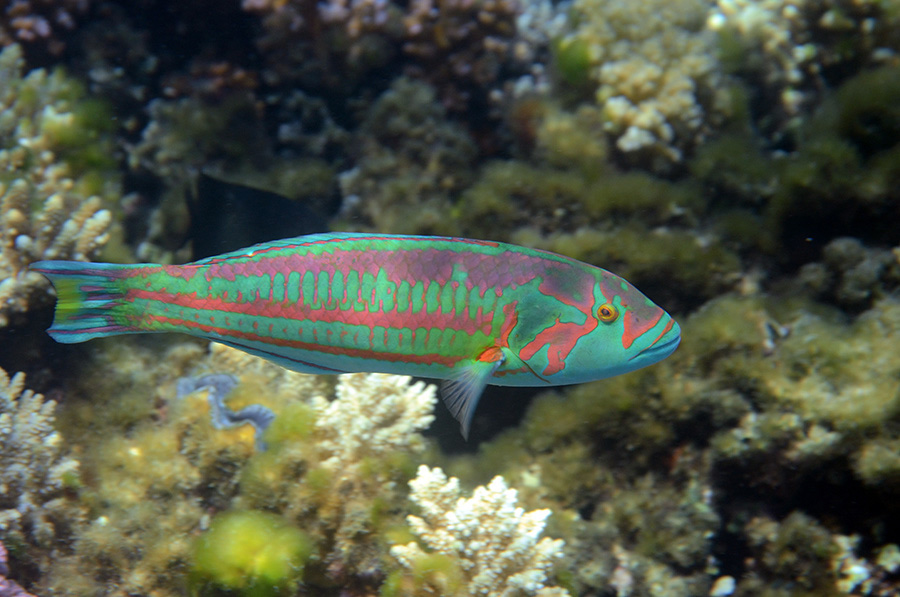 600-0-Brandungs-Junker-(Thalassoma%20purpureum)-2014-M-01-01-90