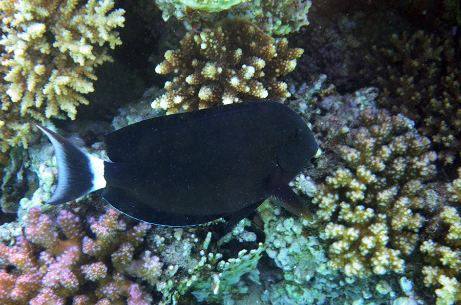 727-1-Moenchs-Doktorfisch-(Acanthurus%20gahhm)-2014-M-04-01-90