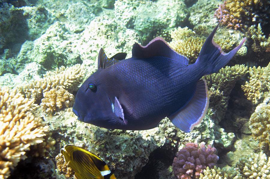 740-1-Blaustreifen-Drueckerfisch-(Pseudobalistes%20fuscus)-2014-M-02-01-90