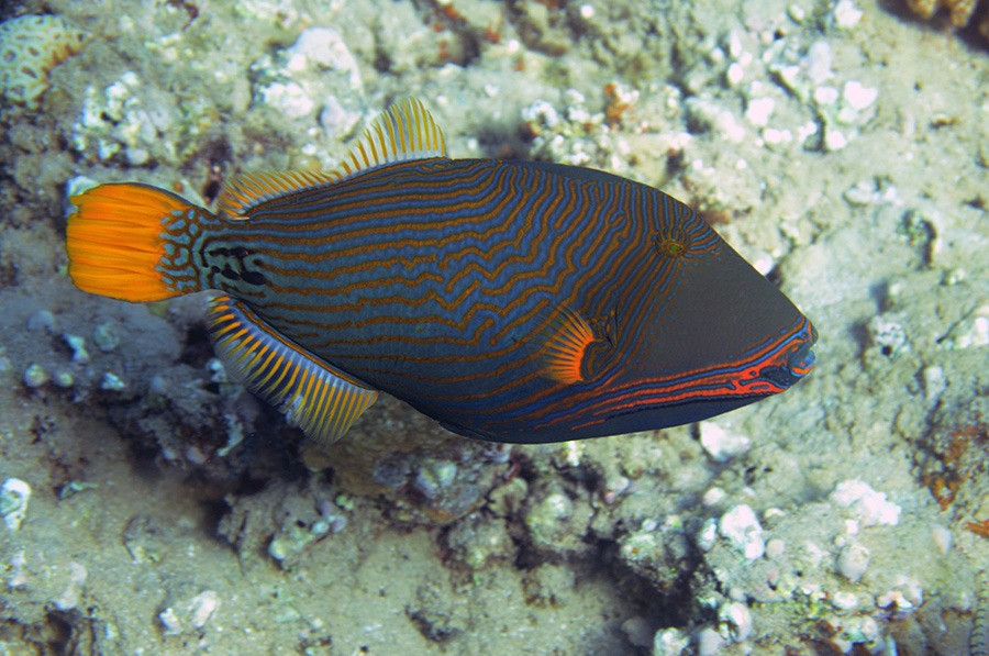 741-0-Orangestreifen-Drueckerfisch-(Balistapus%20undulatus)-2014-M-01-01-90