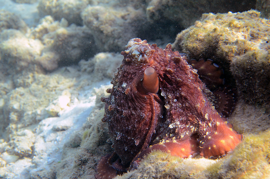 830-0-Roter-Riffkrake-(Octopus%20cyaneus)-2014-M-01-01-90