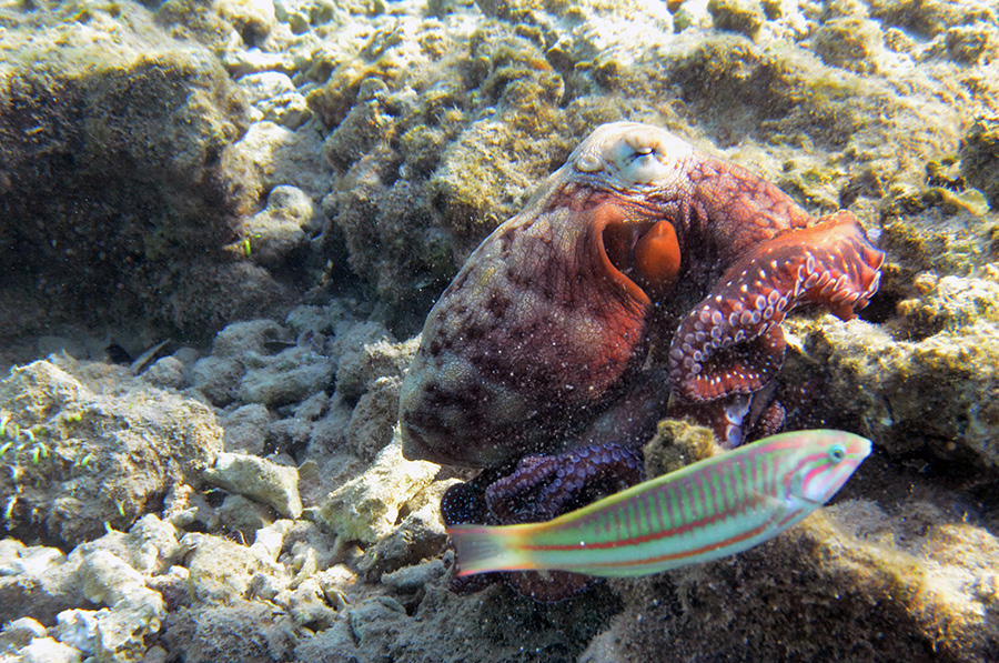 830-1-Roter-Riffkrake-(Octopus%20cyaneus)-2014-M-04-01-90