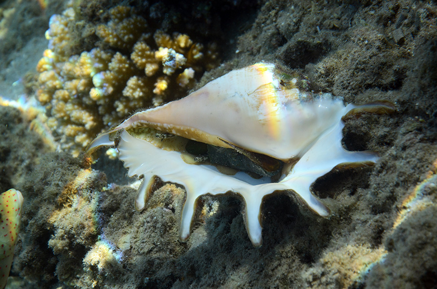 919-1-Gemeine%20Spinnenschnecke-(Lambis%20lambis)-2014-M-05-01-90