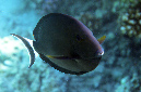 727-0-Moenchs-Doktorfisch-(Acanthurus%20gahhm)-2014-M-01-01-90