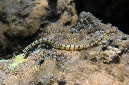 880-1-Netz-Seenadel-(Corythoichthys%20flavofasciatus)-2014-M-02-01-90