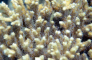 962-0-Geweihkoralle-(Acropora%20sp.)-2014-M-01-01-90