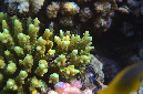 962-1-Geweihkoralle-(Acropora%20sp.)-2014-M-11-01-90