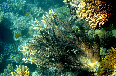 976-5-Hemprichs%20Geweihkoralle-(Acropora%20hemprichii)-2014-M-02-01-90