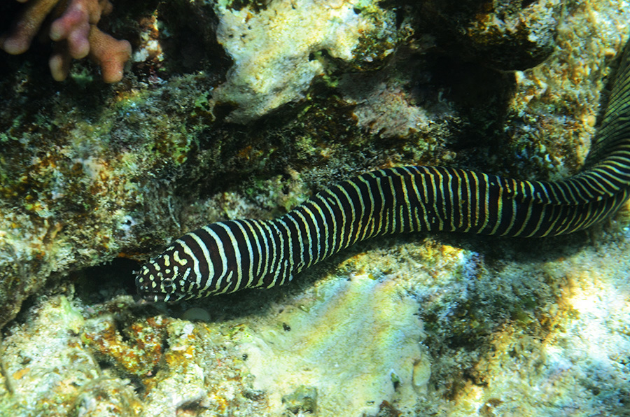 035-0-Zebramuraene-(Gymnomuraena%20zebra)-b-2014-02-01-90