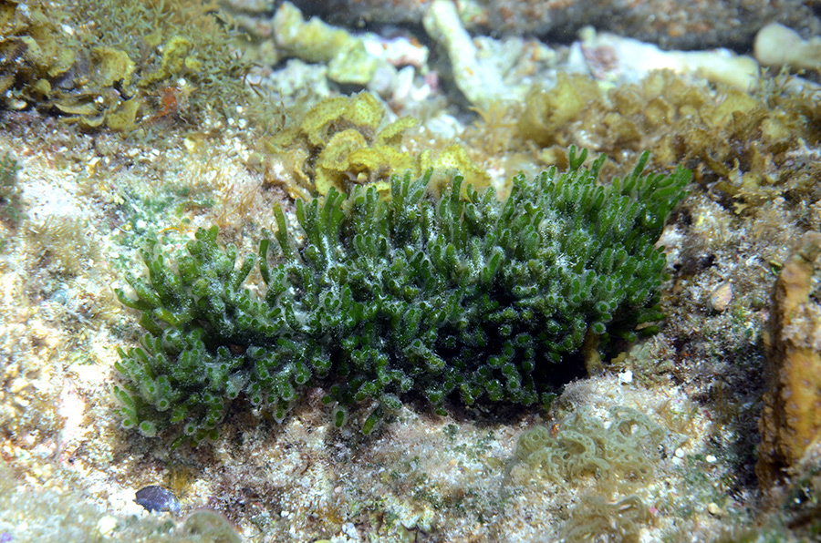 1010-0-702-0-Schwammalge-(Codium%20sp.)-2012-02-01-90