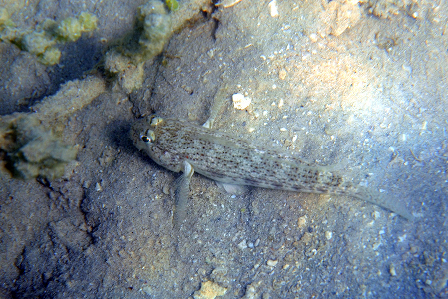 422-1-440-0-Familien-Sandgrundel-(Gnatholepis%20cauerensis%20cauerensis)-2012-05-01-90