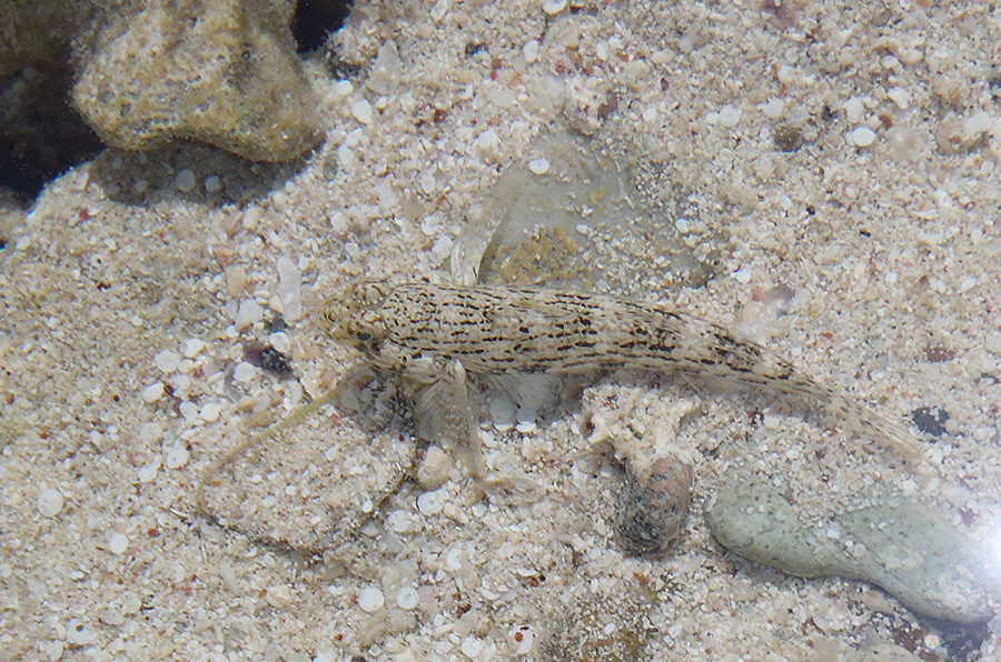 427-0-Dekor-Sandgrundel-(Istigobius%20decoratus)-2014-01-01-90