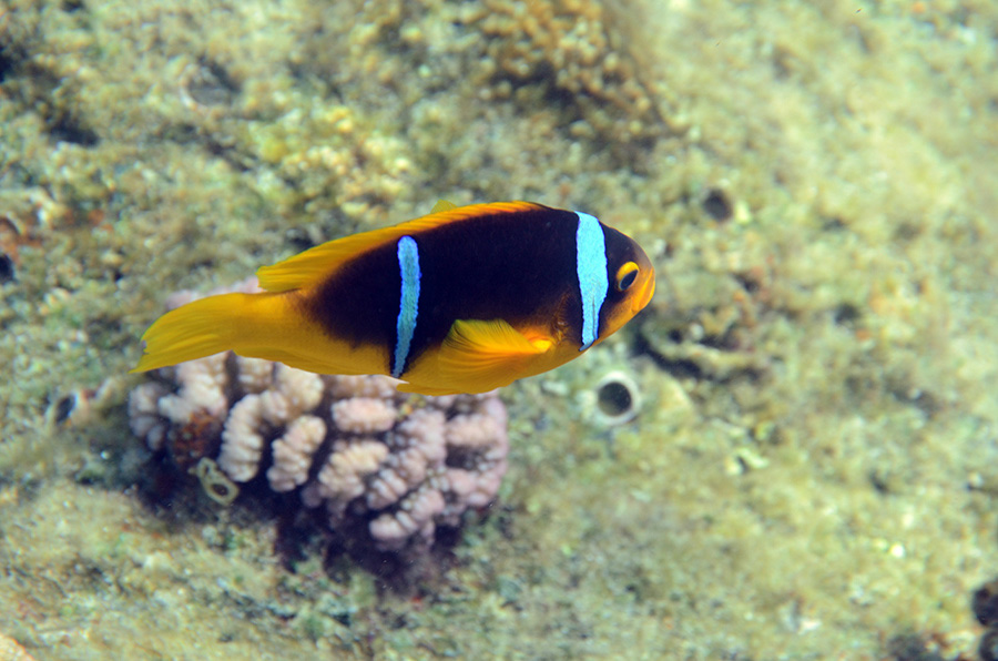 560-0-Rotmeer-Anemonenfisch-(Amphiprion%20bicinctus)-2014-03-01-90