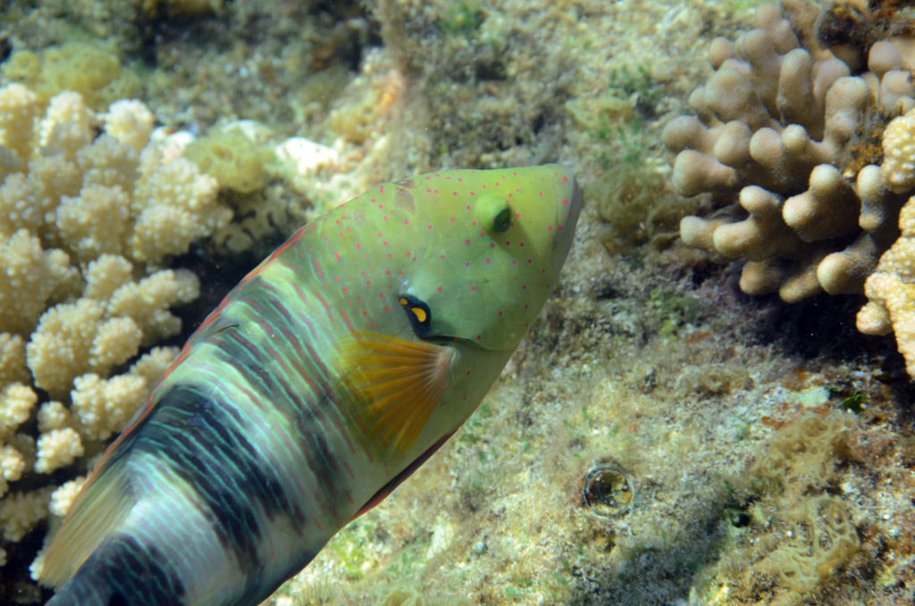 580-0-Abudjubbes%20Lippfisch-(Cheilinus%20abudubbe)-2014-03-01