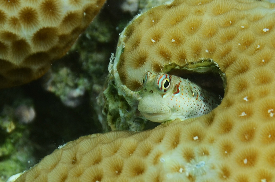 644-2-Chromosomen-Felsenspringer-(Blenniella%20periophthalmus)-2014-03-01-90