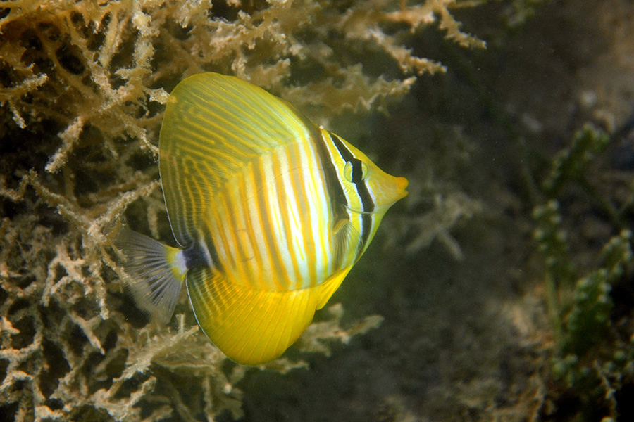 720-1-237-1-Indischer-Segelflosser-juv-2012-07-01-90