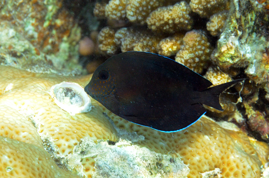 724-0-Brauner-Goldtupfen-Doktorfisch-(Acanthurus%20nigrofuscus)-2014-01-01-90