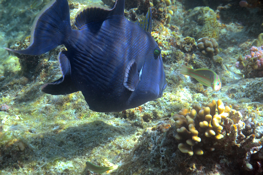 740-0-052-00-Blaustreifen-Druecker-2012-03-01-90