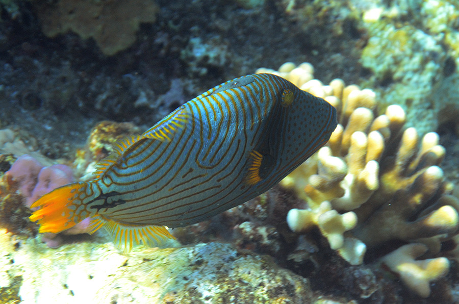 741-2-Orangestreifen-Drueckerfisch-(Balistapus%20undulatus)-2014-02-01-90