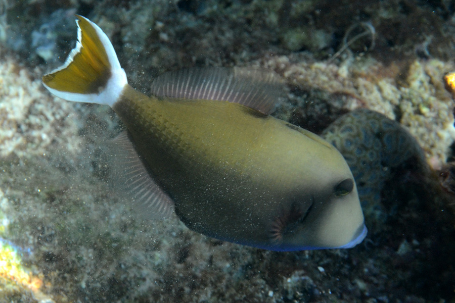 742-1-219-0-Rotmeer-Blaubrustdruecker-2012-01-01-90