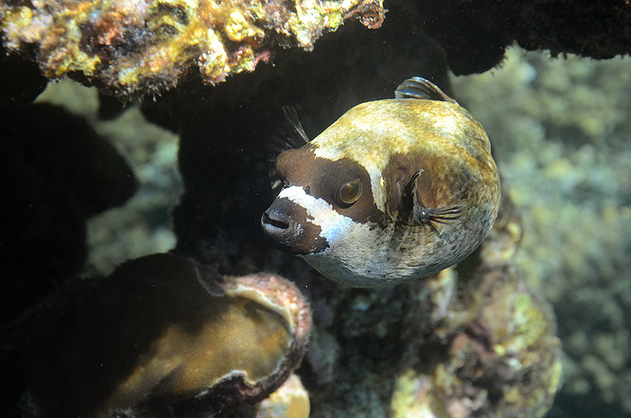 792-0-Masken-Kugelfisch-(Arothron%20diadematus)-2014-03-01-90