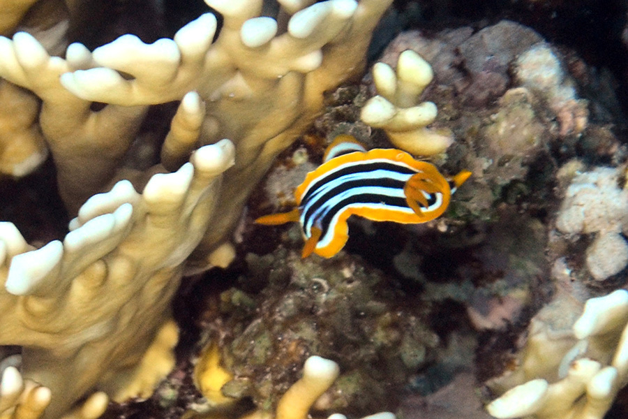 900-0-510-00-Pyjama-Chromodoris-(Chromodoris%20quadricolor)-02-01-90