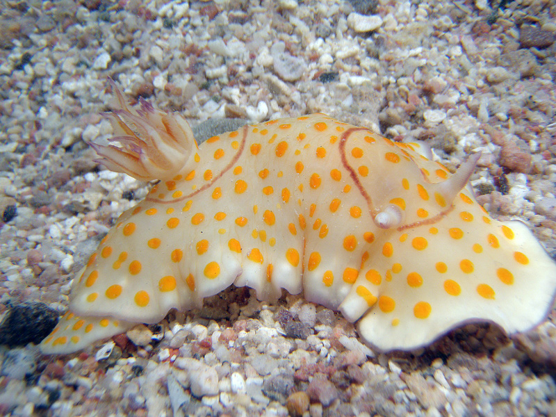 902-3-509-03-kalawy-09-ring-chromodoris-21-01-80