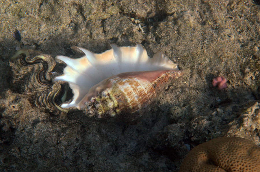 923-0-Gew.%20Spinnenschnecke-(Lambis%20lambis)-2014-01-01-90