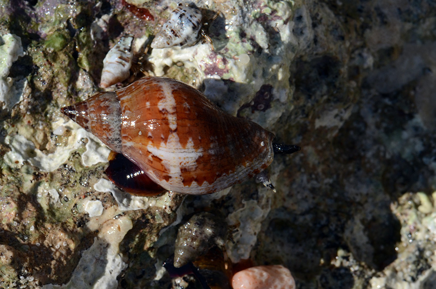 929-0-Unbekannte-Schnecke-03-2014-b-02-01-90