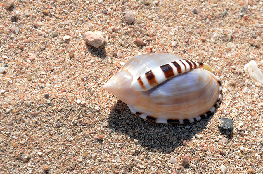 929-1-Helmschnecke-(Casmaria%20erinaceus)-2014-01-01-90