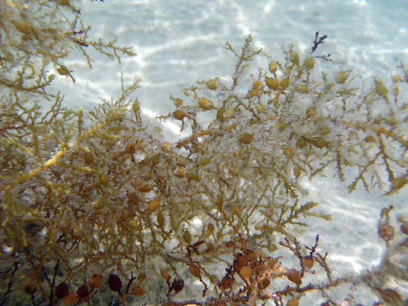 996-0-100-5-sargassum-10-01-01-80