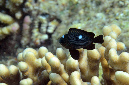 549-0-Dreifleck-Preussenfisch-(Dascyllus%20trimaculatus)-2014-01-01-90