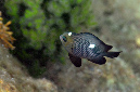 549-1-Dreifleck-Preussenfisch-(Dascyllus%20trimaculatus)-2014-03-01-90