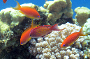 555-0-Juwelen-Fahnenbarsche-(Pseudanthias%20squamipinnis)-2014-11-01-90