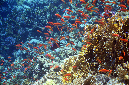 555-1-Juwelen-Fahnenbarsche-(Pseudanthias%20squamipinnis)-2014-04-01-90