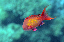 555-2-Juwelen-Fahnenbarsche-(Pseudanthias%20squamipinnis)-2014-01-01-90