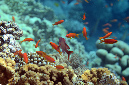 555-3-Juwelen-Fahnenbarsche-(Pseudanthias%20squamipinnis)-2014-02-01-90