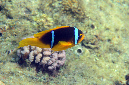 560-0-Rotmeer-Anemonenfisch-(Amphiprion%20bicinctus)-2014-03-01-90