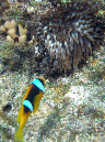 560-1-125-kalawy-09-anemonenfisch-05-01-80