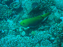 074-2-kalawy-2009%20(238)buckelkopf-papageifisch-01-80