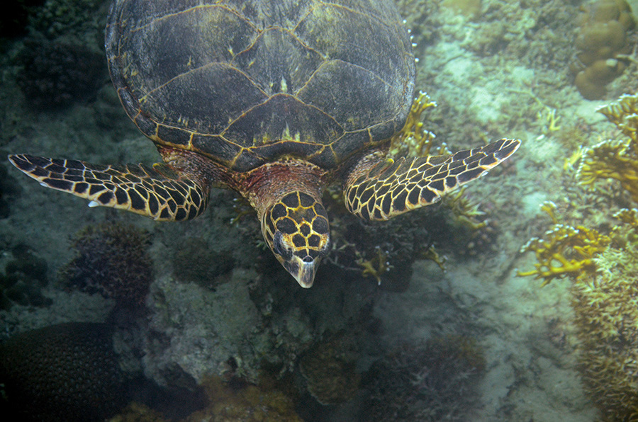 010-3-Echte-Karettschildkroete-2012-11-01-90