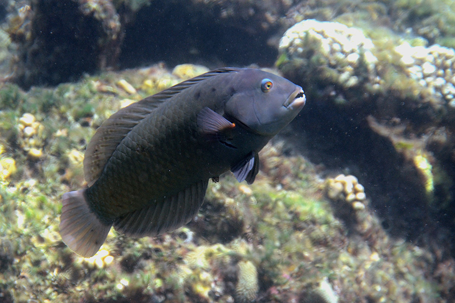 230-0-Brauner-Baeumchenfisch-2012-03-01-90