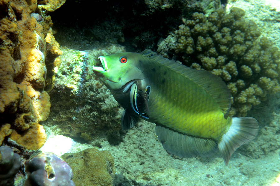 230-1-Brauner-Baeumchenfisch-2012-06-01-90