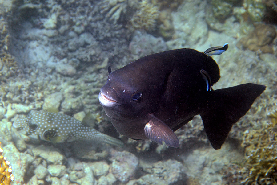 305-1-Brauner-Kaninchenfisch-2012-13-01-90